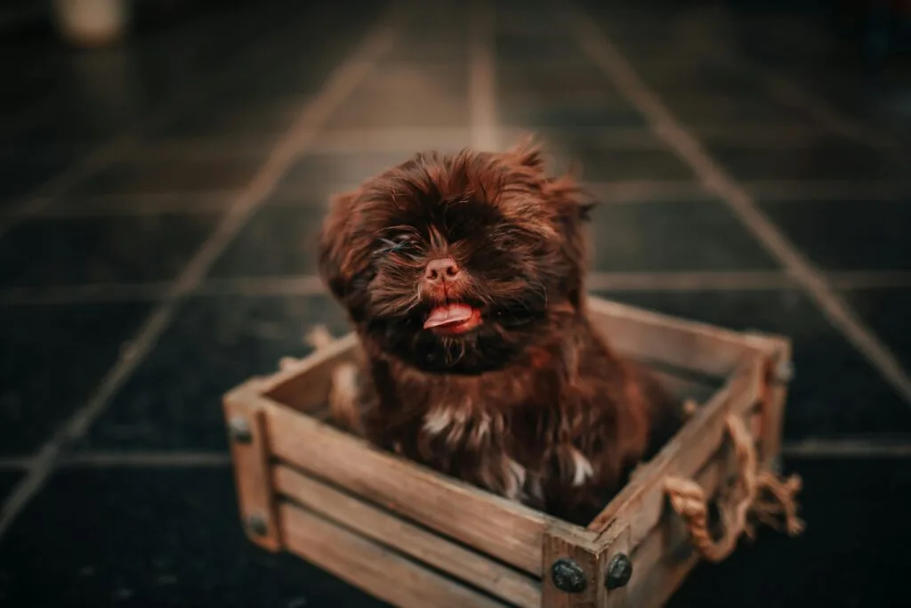 Hundetransportbox