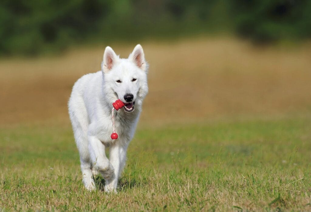 Ein spielender weißer Schäferhund rennt draußen und spielt mit einem Spielzeug.